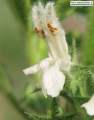 Ballota nigra subsp. ruderalis (Black horehound) - CLICK TO ENLARGE PHOTO