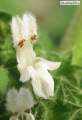Ballota nigra subsp. ruderalis (Black horehound) - CLICK TO ENLARGE PHOTO