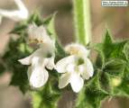 Ballota nigra subsp. ruderalis (Black horehound) - CLICK TO ENLARGE PHOTO