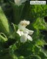 Ballota nigra subsp. ruderalis (Black horehound) - CLICK TO ENLARGE PHOTO