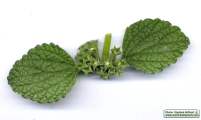 Ballota nigra subsp. ruderalis (Black horehound) - CLICK TO ENLARGE PHOTO
