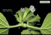 Ballota nigra subsp. ruderalis (Black horehound) - CLICK TO ENLARGE PHOTO