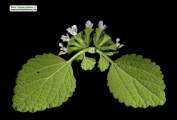 Ballota nigra subsp. ruderalis (Black horehound) - CLICK TO ENLARGE PHOTO