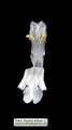 Ballota nigra subsp. ruderalis (Black horehound) - CLICK TO ENLARGE PHOTO