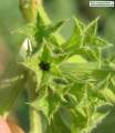 Ballota nigra subsp. ruderalis (Black horehound) - CLICK TO ENLARGE PHOTO