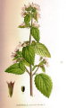 Ballota nigra subsp. ruderalis (Black horehound) - CLICK TO ENLARGE PHOTO