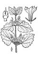 Ballota nigra subsp. ruderalis (Black horehound) - CLICK TO ENLARGE PHOTO