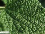 Ballota nigra subsp. ruderalis (Black horehound) - CLICK TO ENLARGE PHOTO