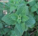 Ballota nigra subsp. ruderalis (Black horehound) - CLICK TO ENLARGE PHOTO