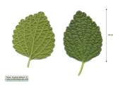 Ballota nigra subsp. ruderalis (Black horehound) - CLICK TO ENLARGE PHOTO