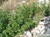 Ballota nigra subsp. ruderalis (Black horehound) - CLICK TO ENLARGE PHOTO