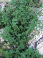 Ballota nigra subsp. ruderalis (Black horehound) - CLICK TO ENLARGE PHOTO