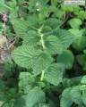 Ballota nigra subsp. ruderalis (Black horehound) - CLICK TO ENLARGE PHOTO