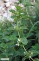 Ballota nigra subsp. ruderalis (Black horehound) - CLICK TO ENLARGE PHOTO
