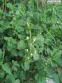 Ballota nigra subsp. ruderalis (Black horehound) - CLICK TO ENLARGE PHOTO