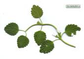 Ballota nigra subsp. ruderalis (Black horehound) - CLICK TO ENLARGE PHOTO