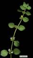 Ballota nigra subsp. ruderalis (Black horehound) - CLICK TO ENLARGE PHOTO