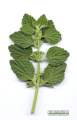 Ballota nigra subsp. ruderalis (Black horehound) - CLICK TO ENLARGE PHOTO