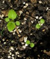 Ballota nigra subsp. ruderalis (Black horehound) - CLICK TO ENLARGE PHOTO