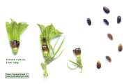 Ballota nigra subsp. ruderalis (Black horehound) - CLICK TO ENLARGE PHOTO