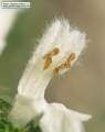 Ballota nigra subsp. ruderalis (Black horehound) - CLICK TO ENLARGE PHOTO