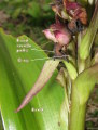 Himantoglossum robertianum (Giant orchid) - CLICK TO ENLARGE PHOTO