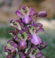 Himantoglossum robertianum (Giant orchid) - CLICK TO ENLARGE PHOTO