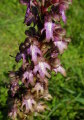 Himantoglossum robertianum (Giant orchid) - CLICK TO ENLARGE PHOTO