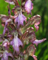 Himantoglossum robertianum (Giant orchid) - CLICK TO ENLARGE PHOTO