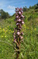 Himantoglossum robertianum (Giant orchid) - CLICK TO ENLARGE PHOTO