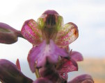 Himantoglossum robertianum (Giant orchid) - CLICK TO ENLARGE PHOTO