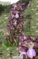 Himantoglossum robertianum (Giant orchid) - CLICK TO ENLARGE PHOTO