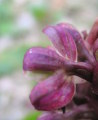 Himantoglossum robertianum (Giant orchid) - CLICK TO ENLARGE PHOTO