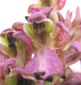Himantoglossum robertianum (Giant orchid) - CLICK TO ENLARGE PHOTO