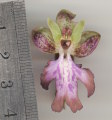 Himantoglossum robertianum (Giant orchid) - CLICK TO ENLARGE PHOTO