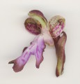 Himantoglossum robertianum (Giant orchid) - CLICK TO ENLARGE PHOTO