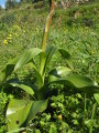 Himantoglossum robertianum (Giant orchid) - CLICK TO ENLARGE PHOTO