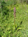 Himantoglossum robertianum (Giant orchid) - CLICK TO ENLARGE PHOTO